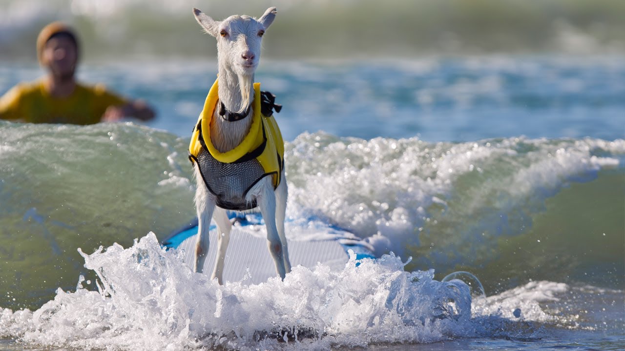 sheep surfing