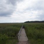 Ptačí ráj v lotyšském přírodním parku Kemeri