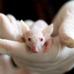 Neinvazivní regulace hladiny cukru v krvi: Elektromagnetická pole léčí cukrovku u myší