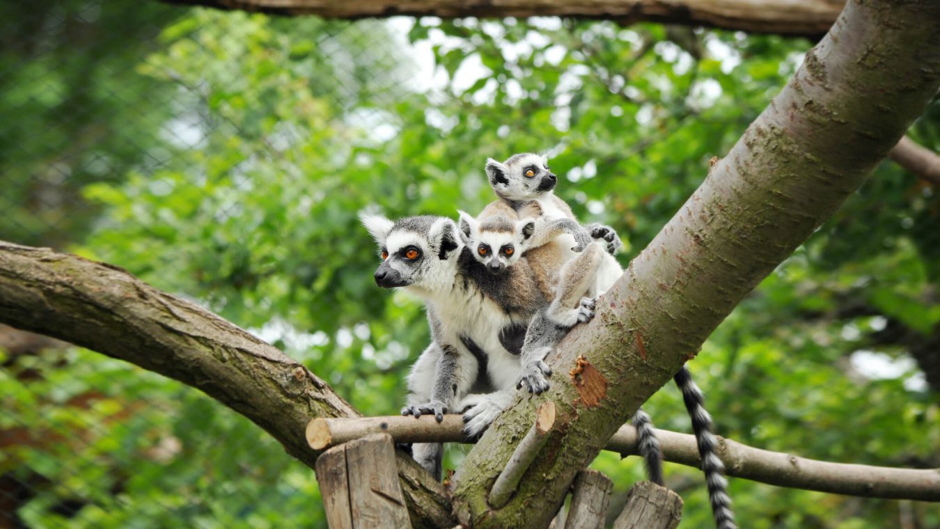 Zoopark Zájezd_lemuri kata