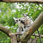 Zoologické zahrady se znovu otevírají návštěvníkům