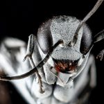 Vědci odhalili tajemství obrovské síly mravenčích zubů