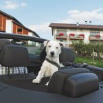 Jezdíte na dovolené i se svým psím mazlíčkem? Pak vyzkoušejte ubytování na jihotyrolských farmách Roter Hahn!