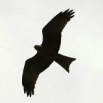 Holandský vojenský špionážní dron Evolution Eagle přimomíná skutečného orla